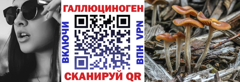 Псилоцибиновые грибы Psilocybe  Купить закладки  Мостовской 